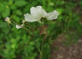 Rosa maximowicziana. Соцветие и лист. Москва, ГБС РАН. 02.07.2014.