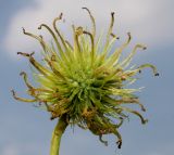 Liquidambar formosana