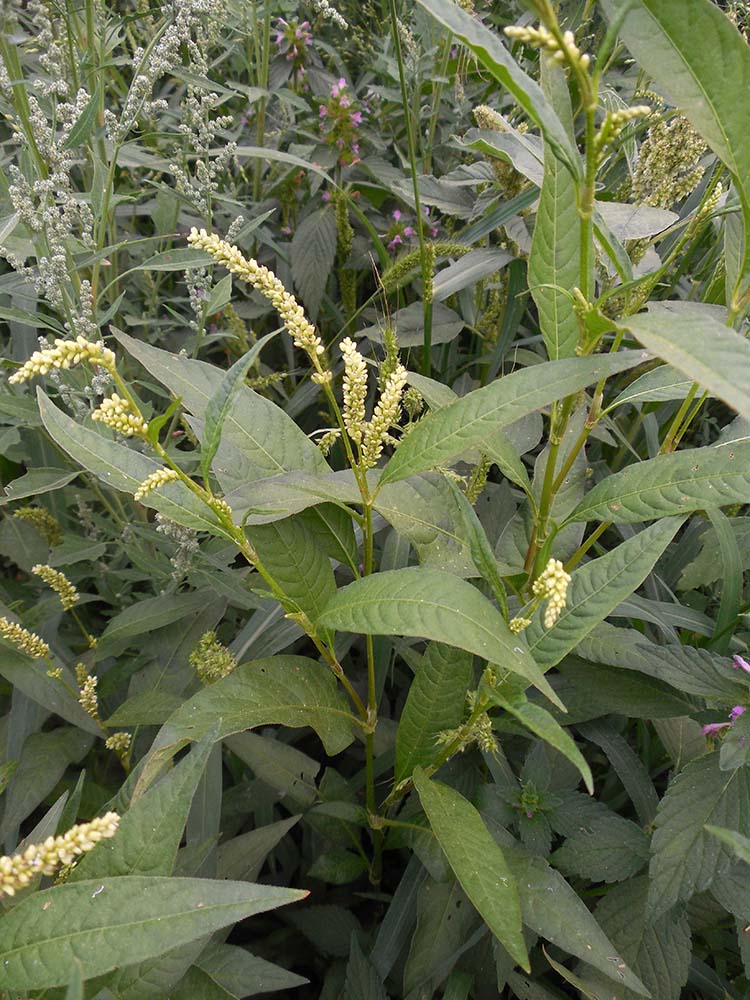 Image of Persicaria lapathifolia specimen.