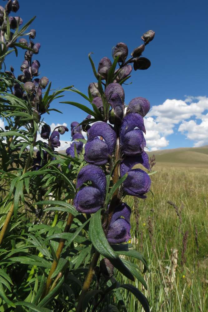 Image of Aconitum glandulosum specimen.