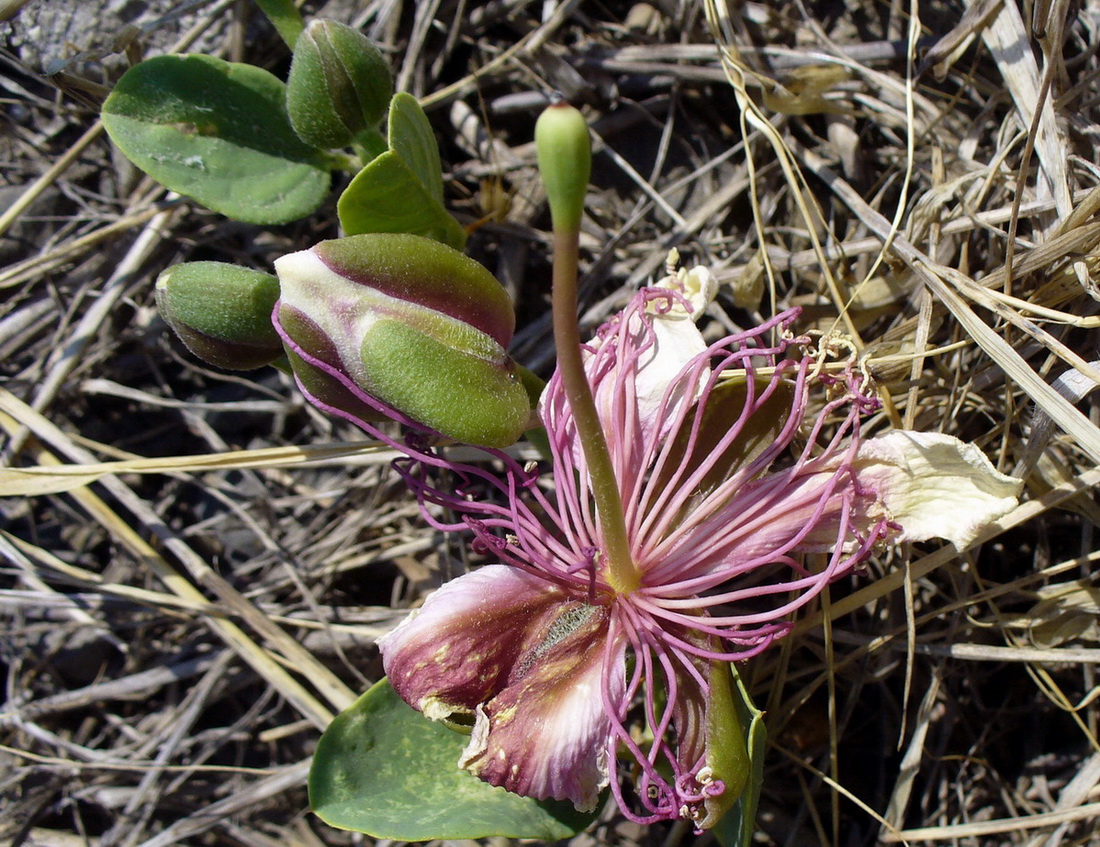 Image of Capparis herbacea specimen.