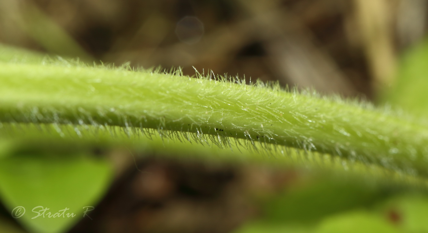 Image of Plantago urvillei specimen.