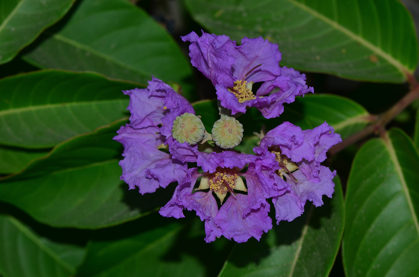 Image of Lagerstroemia speciosa specimen.