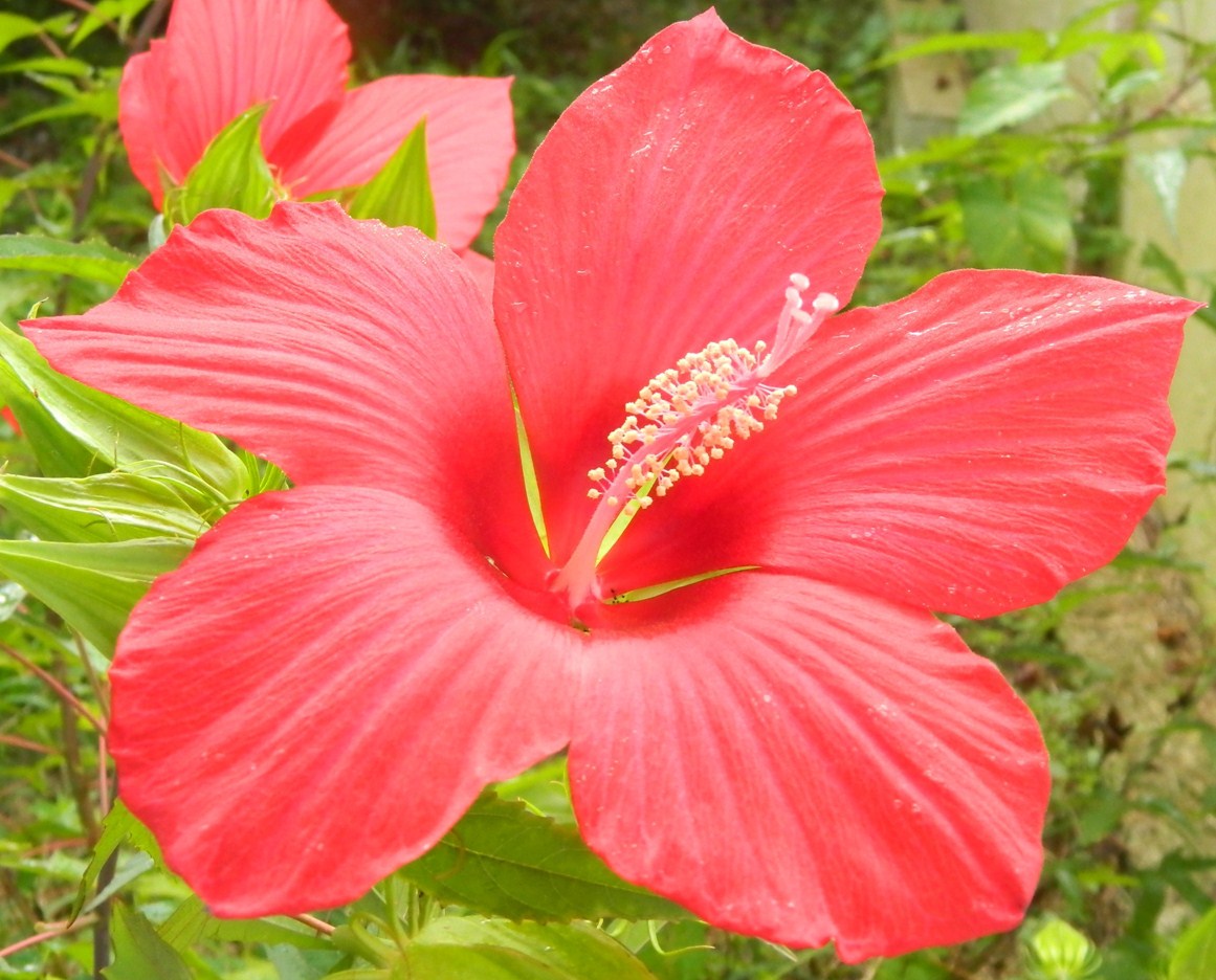 Изображение особи Hibiscus coccineus.
