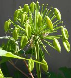 Agapanthus africanus. Соплодие. Республика Абхазия, Новый Афон, приусадебный участок. Август 2014 г.