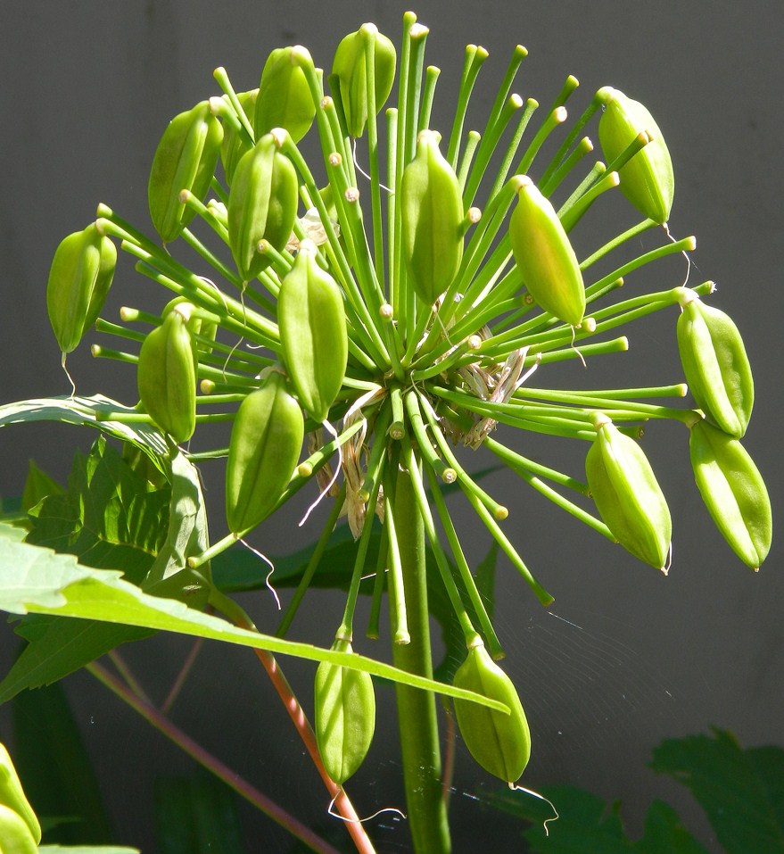 Image of Agapanthus africanus specimen.