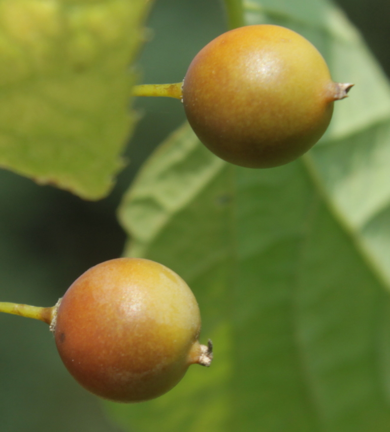 Image of Celtis tournefortii specimen.