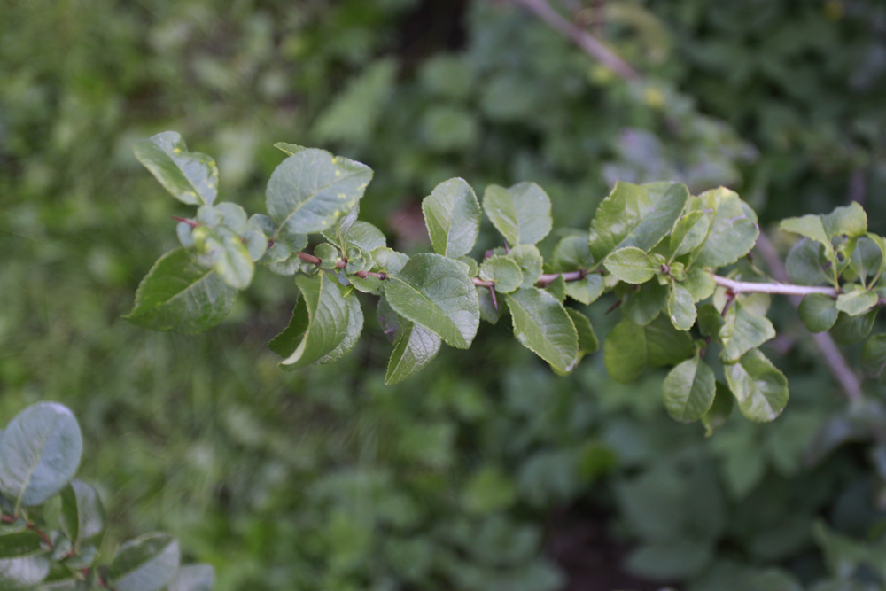 Изображение особи Chaenomeles japonica.