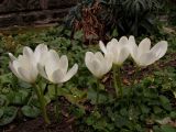 Colchicum speciosum
