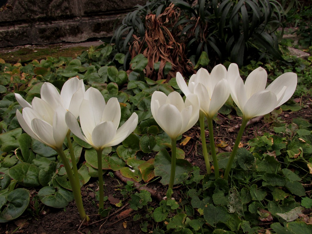 Изображение особи Colchicum speciosum.