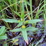 Naumburgia thyrsiflora