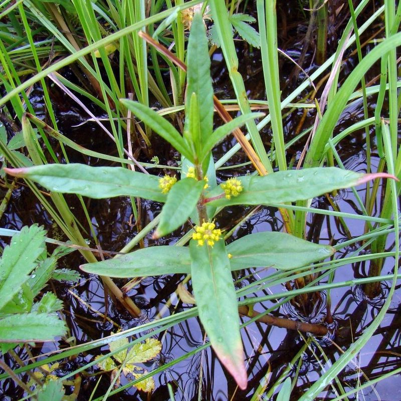 Image of Naumburgia thyrsiflora specimen.