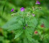 Geranium sylvaticum