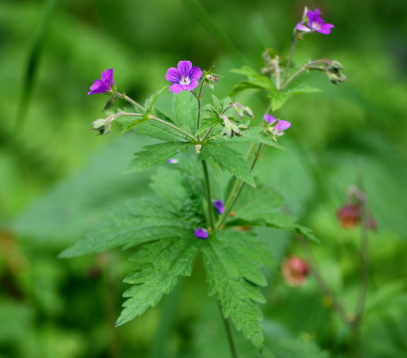 Изображение особи Geranium sylvaticum.