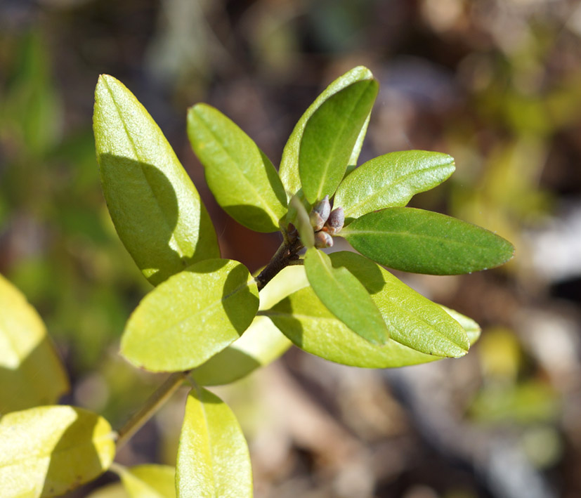 Изображение особи Rhododendron mucronulatum.