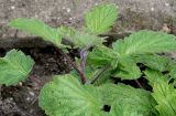 Phacelia bolanderi