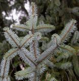 Picea sitchensis