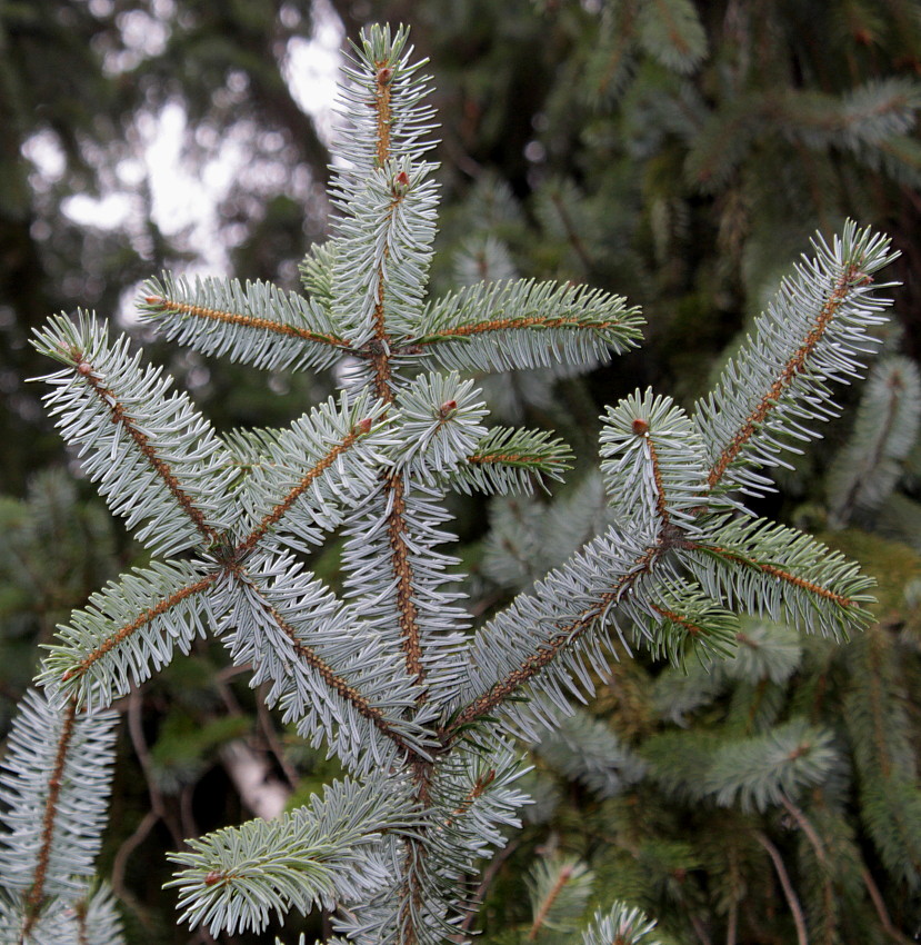 Изображение особи Picea sitchensis.