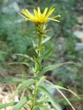 Inula ensifolia. Верхушка цветущего растения. Крым, Ялта, ущелье Уч-Кош. 05.08.2009.