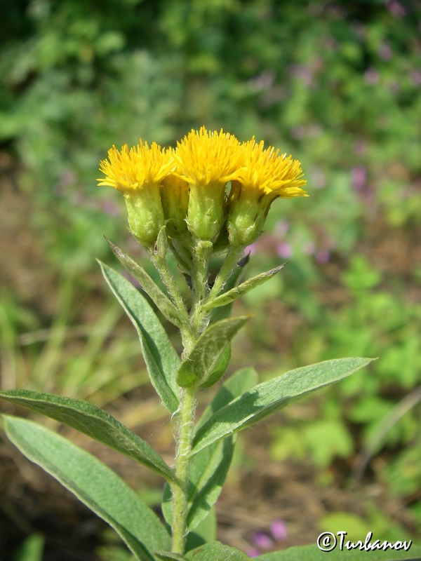 Image of Inula germanica specimen.