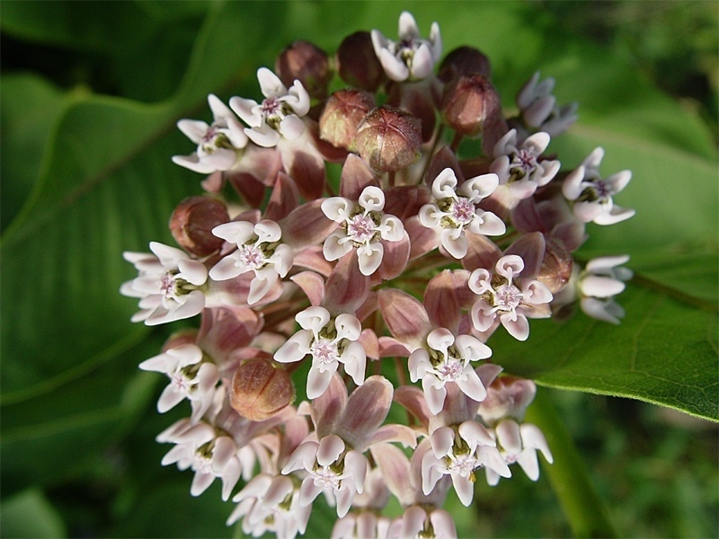 Изображение особи Asclepias syriaca.