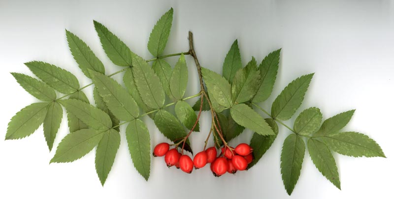 Изображение особи Sorbus sambucifolia.