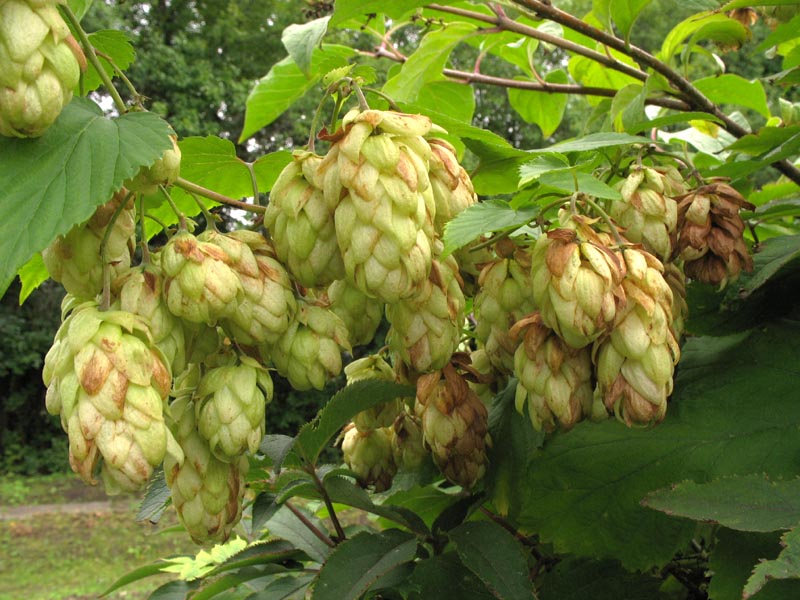 Изображение особи Humulus lupulus.