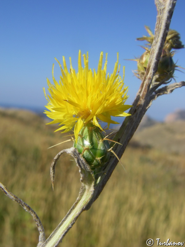 Изображение особи Centaurea adamii.