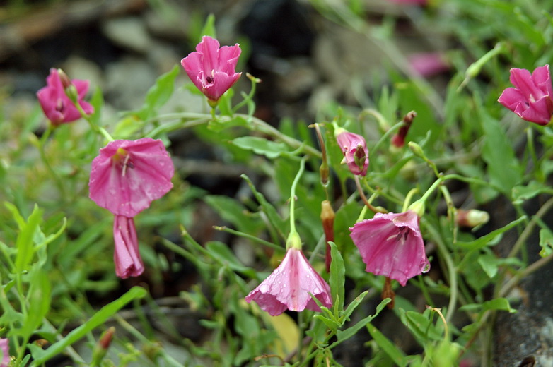 Image of Convolvulus chinensis specimen.