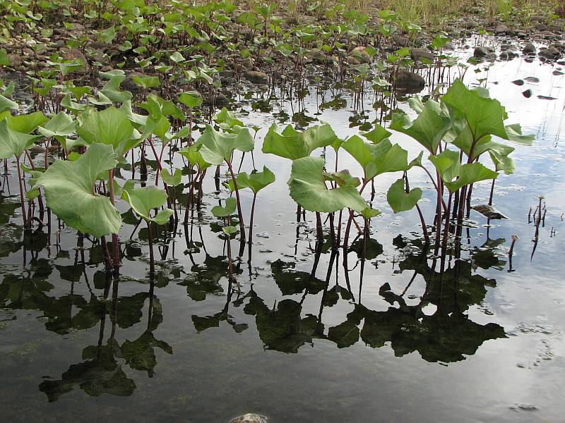 Image of Petasites radiatus specimen.