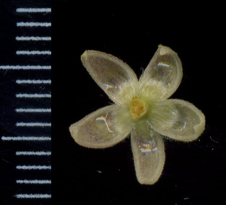 Image of Tilia cordata specimen.