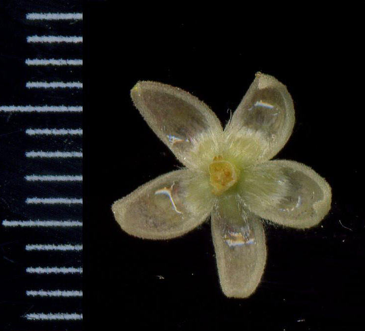 Изображение особи Tilia cordata.