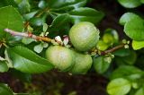 Chaenomeles japonica