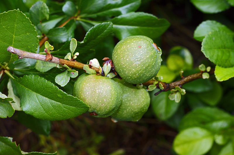 Image of Chaenomeles japonica specimen.