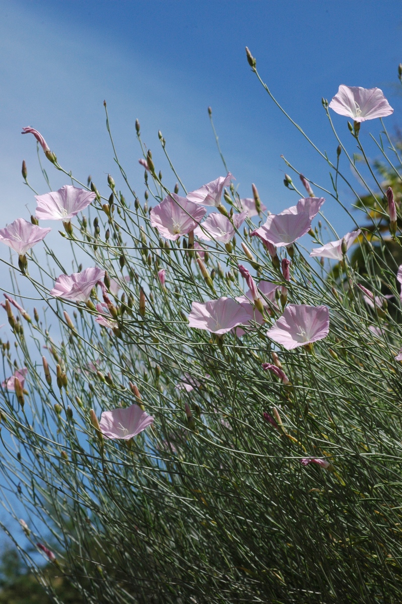 Изображение особи Convolvulus pseudocantabrica.