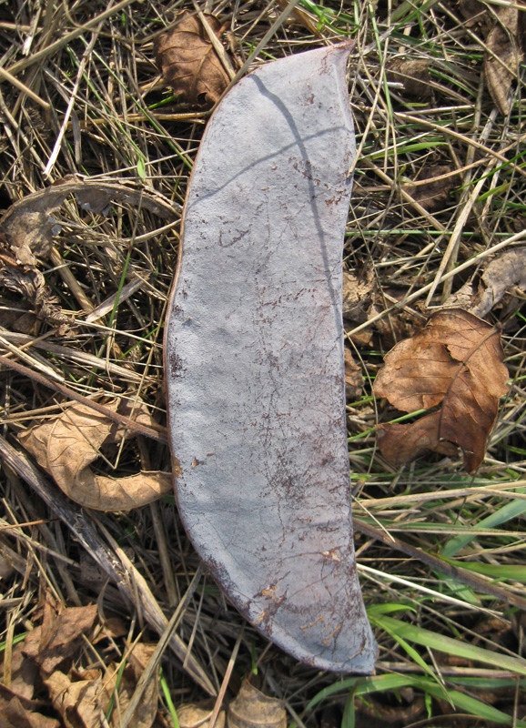 Image of Gymnocladus dioicus specimen.