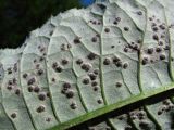 Cirsium heterophyllum