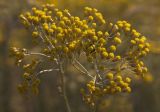 Helichrysum italicum