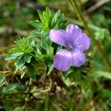 Linum hypericifolium. Верхушка цветущего растения. Адыгея, плато Лаго-Наки. 17.09.2015.