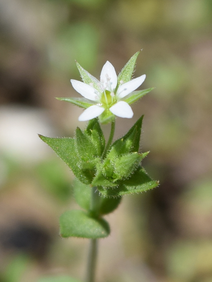 Image of Arenaria serpyllifolia specimen.