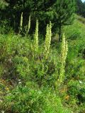 Aconitum barbatum. Цветущие растения у подножия крутого склона. Иркутская обл., пос. Листвянка, берег оз. Байкал. 22.07.2014.