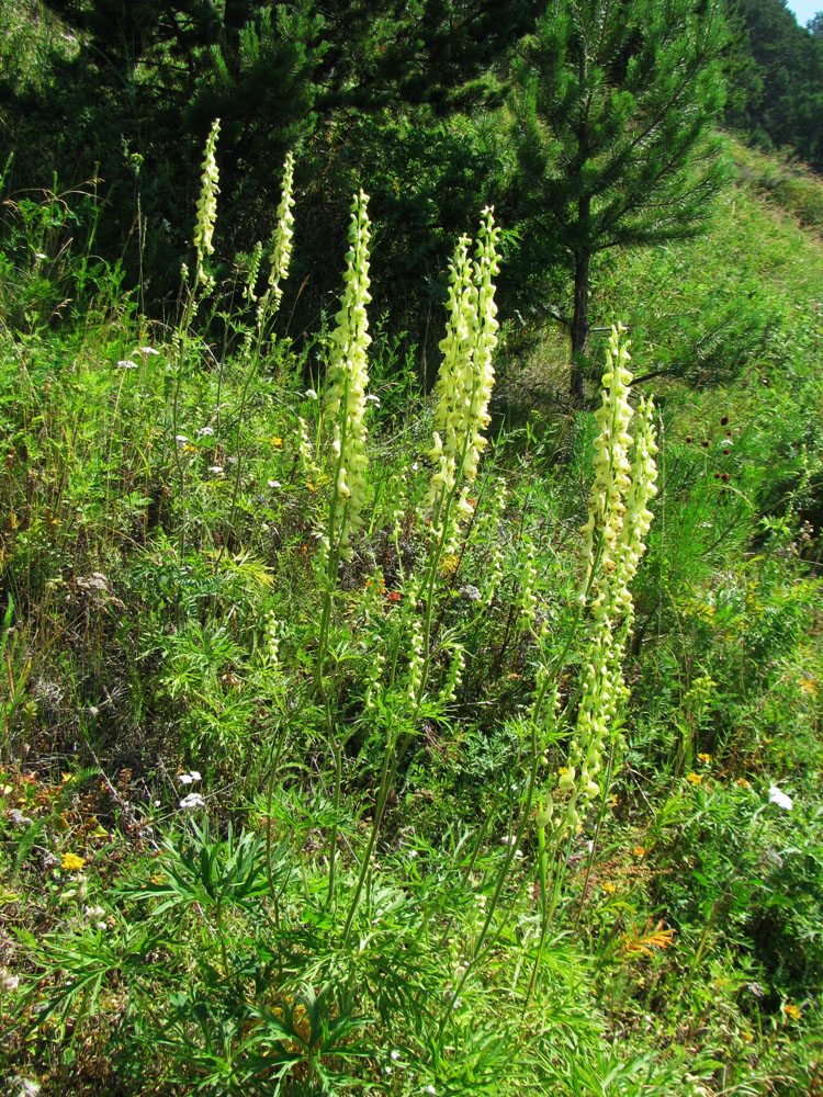 Изображение особи Aconitum barbatum.