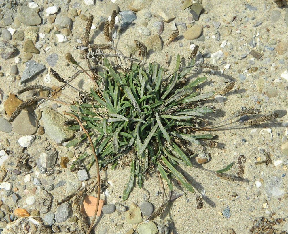 Image of Plantago coronopus specimen.