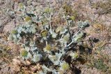 Eryngium maritimum