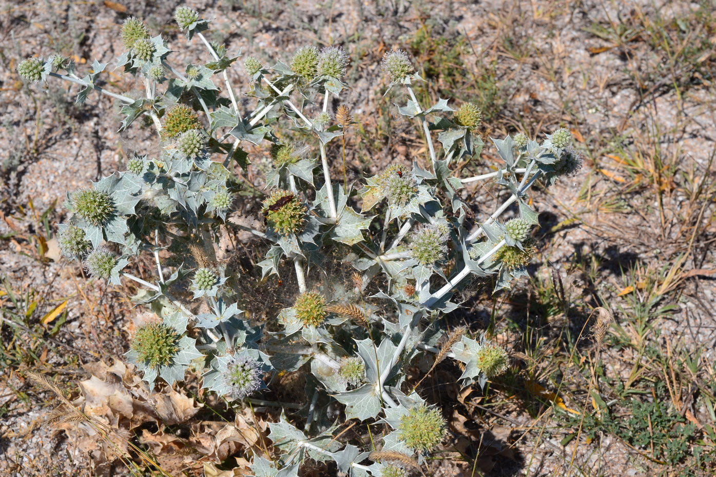 Изображение особи Eryngium maritimum.