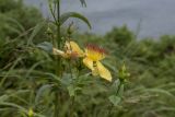 Hypericum ascyron