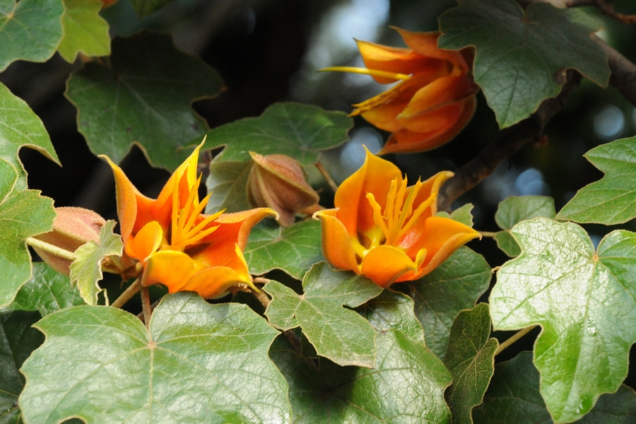 Image of &times; Chiranthomontodendron lenzii specimen.