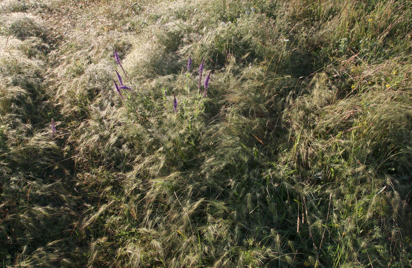 Изображение особи Taeniatherum asperum.