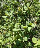 Quercus rotundifolia. Верхушки побегов. Испания, Андалусия, национальный парк Torcal de Antequera. Август 2015 г.