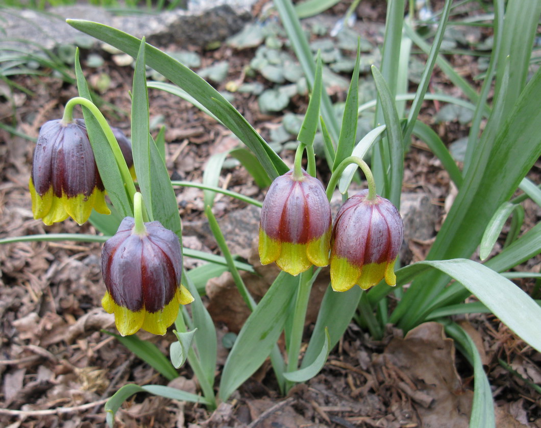 Image of Fritillaria michailovskyi specimen.